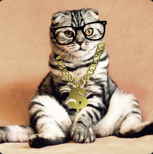 Personal Finance Cat